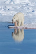 Male polar bear (Ursus maritimus) drinking water
