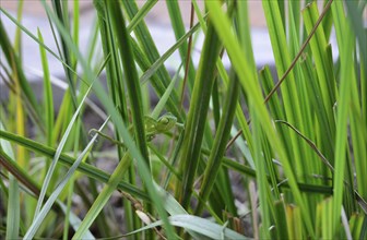 Chameleon (Chamaeleonidae) between blades of grass