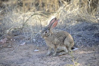 Cape hare (Lepus capensis)