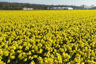 Field of wild daffodils or Lent lilies (Narcissus pseudonarcissus)