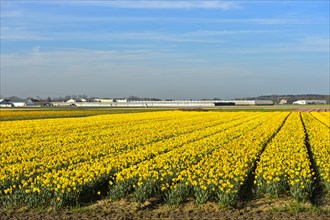 Field of wild daffodils or Lent lilies (Narcissus pseudonarcissus)