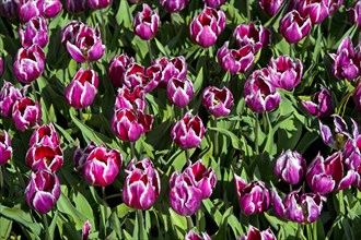 Violet tulips (Tulipa sp.)