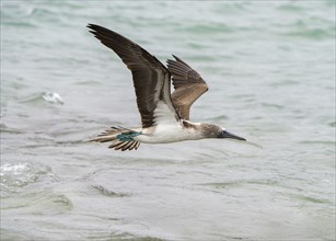 Blue-footed booby (Sula nebouxii) flying over water