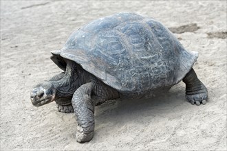 Galapagos giant tortoise (Chelonoidis nigra ssp)