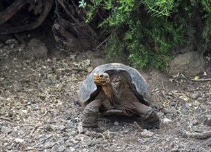 Galapagos giant tortoises (Geochelone nigra hoodensis)
