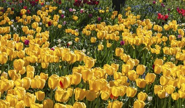 Yellow tulips (Tulipa sp.)