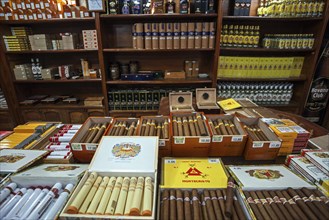 Cuban cigars in a cigar shop