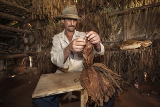 Tobacco farmer in a tobacco barn preparing tobacco for a cigar