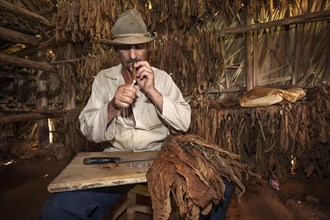 Tobacco farmer in a tobacco barn smoking a cigar just made