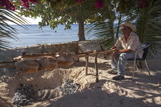 Cuban man grilling turkeys and suckling pig at the beach of Playa Ancon