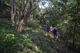 Tourist group hiking in tropical rainforest