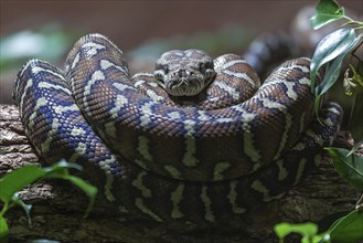 Carpet Python (Morelia spilota variegata)