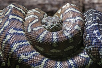 Carpet Python (Morelia spilota variegata)