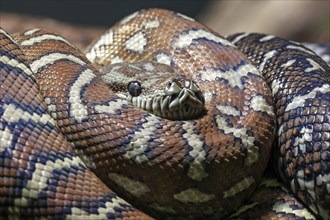 Carpet Python (Morelia spilota variegata)