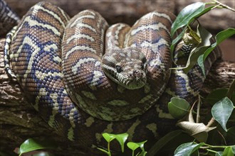 Carpet Python (Morelia spilota variegata)