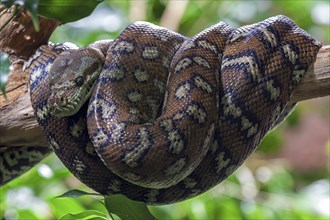 Carpet Python (Morelia spilota variegata)