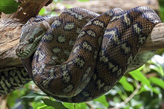 Carpet Python (Morelia spilota variegata)