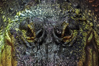 Eyes of the Mississippi Alligator (Alligator mississippiensis)
