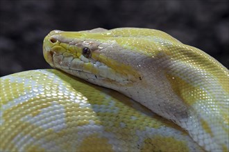 Dark Tiger Python (Python molurus bivittatus)