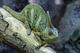 Veiled chameleon (Chamaeleo calyptratus) on branch