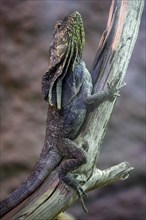 Frill-necked lizard (Chlamydosaurus kingii) climbs on branch