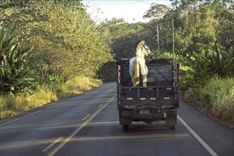 Horse on a van on the road