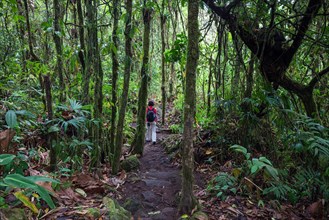 Female hiker on a hiking trail through tropical vegetation in the rainforest