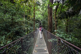 Female hiker on a suspension bridge in the tropical rainforest