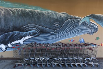Graffiti humpback whale
