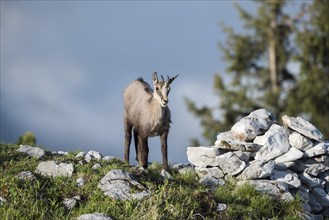 Chamois (Rupicapra rupicapra)