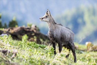 Chamois (Rupicapra rupicapra)