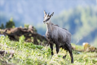 Chamois (Rupicapra rupicapra)