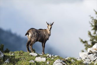 Chamois (Rupicapra rupicapra)