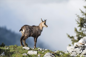 Chamois (Rupicapra rupicapra)