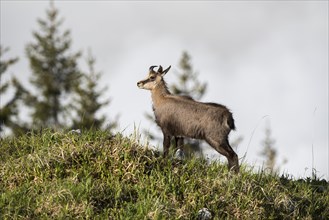 Chamois (Rupicapra rupicapra)