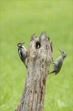 Grey woodpecker (Picus canis) and great spotted woodpecker (Dendrocopos major)