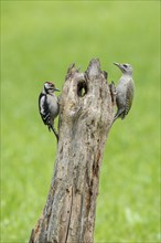 Grey woodpecker (Picus canis) and great spotted woodpecker (Dendrocopos major)