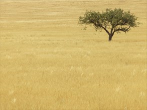Single tree in dry grass