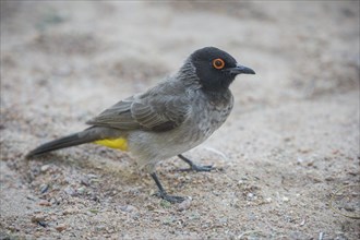 African red-eyed bulbul (Pycnonotus nigricans) on ground