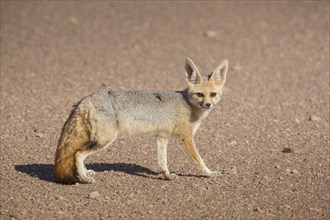 Fennec fox (Vulpes zerda)