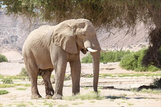 Desert elephant (Loxodonta africana)