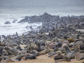 Brown fur seals (Arctocephalus pusillus)