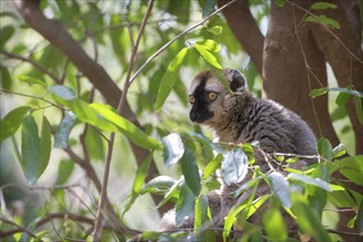 Ring-tailed lemur (Lemur catta) sitting in tree