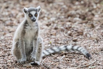 Ring-tailed lemur (Lemur catta) sitting on ground