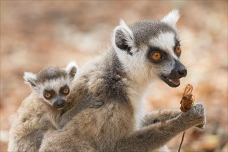 Ring-tailed lemur (Lemur catta) with young animal on the back