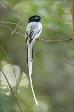 Malagasy paradise flycatcher (Terpsiphone mutata)