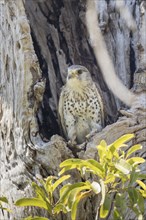 Malagasy kestrel (Falco newtoni) in a hollow tree