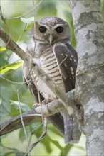 Madagaskar hawk-owl (Ninox superciliaris) sitting in a tree