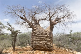 Old Baobab Tree (Adansonia rubrostipa)