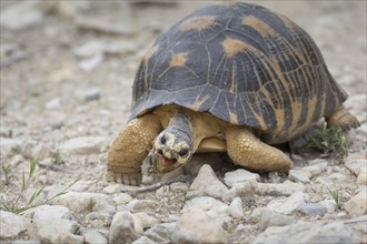Radiated tortoise (Astrochelys radiata)